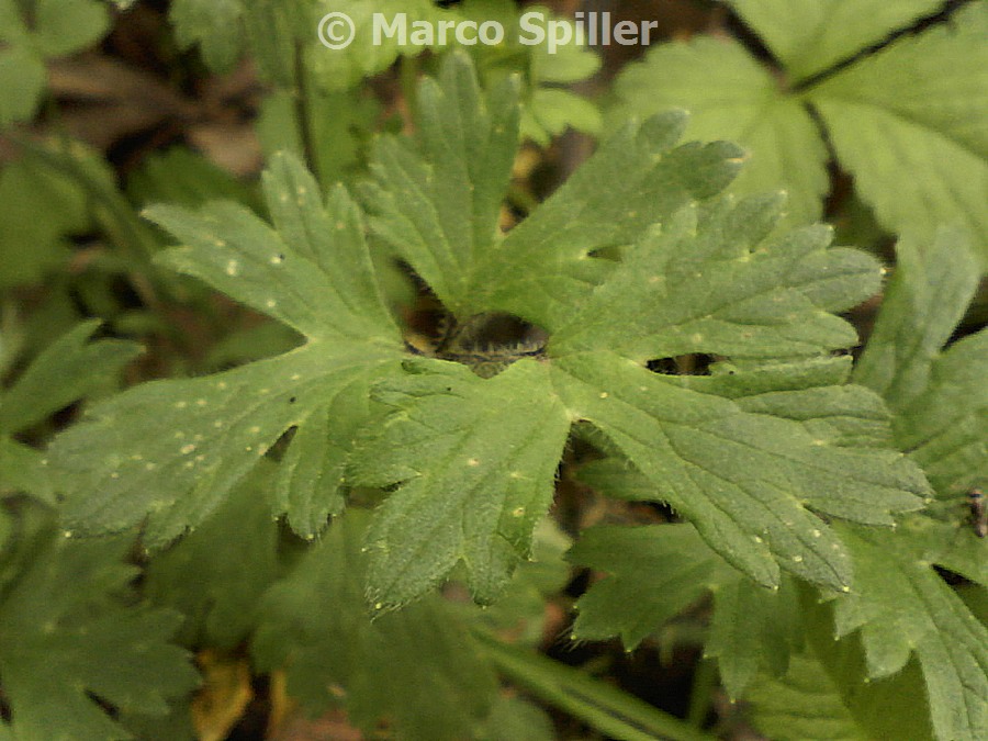 Ranunculus repens